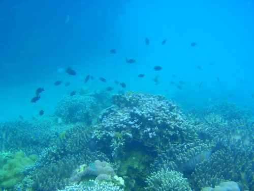 PA1524401.jpg