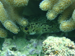 PA152480-1.jpg